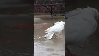 kabutar status video  // Kabutar all tips//