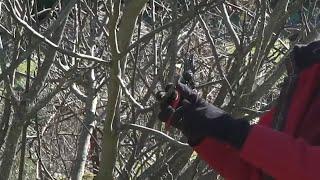 Fig Tree Pruning with OSU Master Gardeners