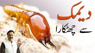 Deemak Khatam Karne Ka Tarika - Termite Control - Deemak ka Ilaj