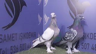 Canlı Güvercin Taklacı Oyun Kuşu Mezatı (Samet Işıkdemir)