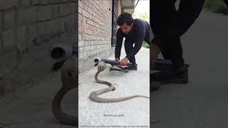 Smartest Snake Rescue Ever! 