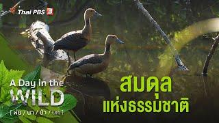 สมดุลแห่งธรรมชาติ : A Day in the WILD