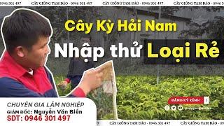 Nhập thử Cây Kỳ Hải Nam Loại Rẻ Giá 150 ngàn Về | sự khác biệt giống rẻ và giống đắt