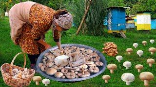 We Gathered Big Mushrooms from the Forest in the Azerbaijan Village – Hard Working Village Life