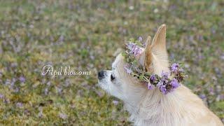 April blossoms