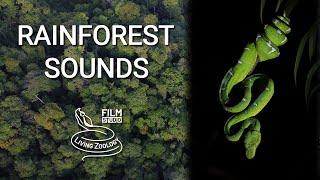 Sounds of the Amazon rainforest, relaxing snake video