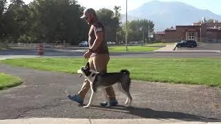 Luna a Husky before and after training.