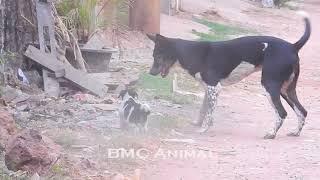 Amazing strong dog successful meeting along the road at countryside