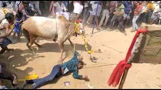 Sankranti festival Bull  race at Eachaneri village near Aragonda in Chittoor