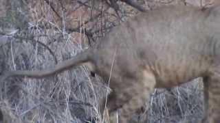 SAMBURU NATIONAL RESERVE LIONS AFTER LUNCH 2