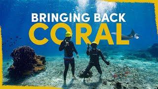 Our strange plan to rebuild this coral reef