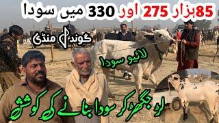 Today gondal mandi latest update ll domail mandi ll jamil tv ll