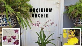 Oncidium Orchid Care, Propagation, and More | Dancing-Girl Orchid