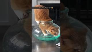 Proof that cats are liquid ️