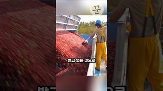 크랜베리 농장의 위험성