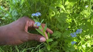 Toni talks about Invasives at Arboretum Park