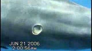 Cookie Cutter Shark Bite on Dolphin