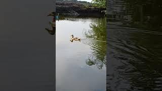 eso eso kacha eso #shorts #viral #bijit amita