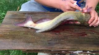 Quick and Easy Catfish Cleaning