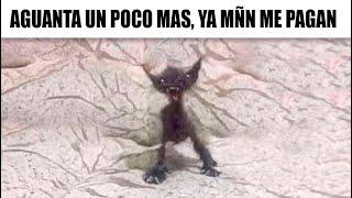 MEMES RANDOM #669