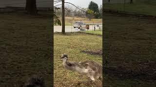 Run away emus with the zoomies