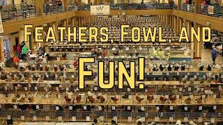 Feathers, Fowls, and Fun