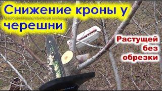 Обрезка и СНИЖЕНИЕ КРОНЫ у ЧЕРЕШНИ, растиущей без формировки.