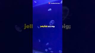 Unveiling the Mysteries of Jellyfish | Quick Facts