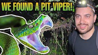 VENOMOUS VIPERS (Bothriechis lateralis) in the Costa Rican Cloud Forest! | Costa Rica Vlog Episode 4