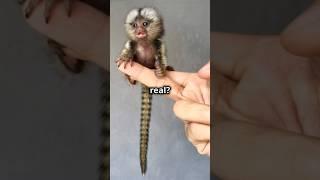 Meet the World’s Smallest Monkey  #shorts