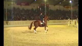 Londonderry- Hanoverian Stallion Performs in Verden Germany