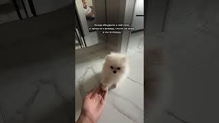 Ну мы с ней всегда молодцы  #померанскийщпиц #pets #суперсобака #собака #pomeranian #memes #dog