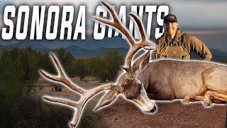 GIANTS OF SONORA  (Mexico Mule Deer Hunting)