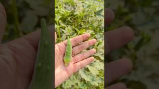 The Final Harvest of Lady Finger #garden answer #growing okra #urban homestead #homestead tour