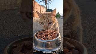 Street Cat Food Delivery via RC Car| MEOWZA #cat #funnycats #shorts