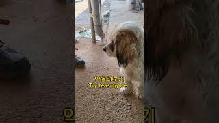 (ENG)시골집 쵸코, 간식을 못먹나요?    #동물 #댕댕이 #댕댕이일상 #animals #냥이 #cat #고양이 #유기견 #유기견입양 #straycat