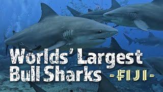 Feeding Giant Bull Sharks - Beqa Lagoon Fiji