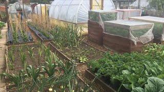 Marks Allotment Diary : June plot tour and Instant compost tea