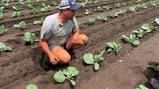 The impact of major flooding on vegetable crops in Camden, NSW