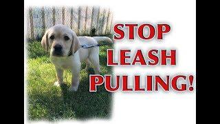 How to train your PUPPY to walk on a loose leash!