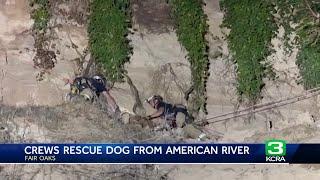 Crews rescue dog from bluffs along American River in Fair Oaks