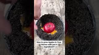 How to grow apples in a bucket. #shorts #learn