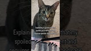 Built different  #shorts #catshorts #funnycatvideos #catsofyoutube #catoftheday #cats #video