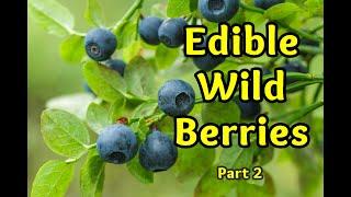 Edible Wild Berries Part 2