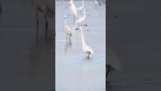 lovely birds #nature #birds