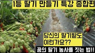 [한국농수산TV] 1등 딸기 만들기 농장현장특강!! 종합편