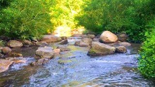 Relaxing Natural Sounds:The Sound of Flowing Water, Birds Singing Dung Duong | Sounds for Deep Sleep