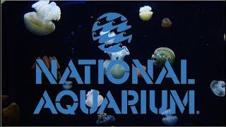 Baltimore National Aquarium Vlog (Baltimore Inner harbor)