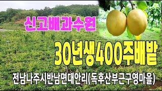 22-125[전남나주시지역과수원][반남면대안리배밭]대안리독후산,구영마을,보전관리지역,30년생400주신고(2,916py)매매~