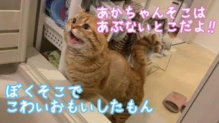 【猫と赤ちゃん】赤ちゃんが泣いてるのを心配してる猫の鳴き声が可愛すぎました。【猫の鳴き声】Munchkin Cat is worried about baby.